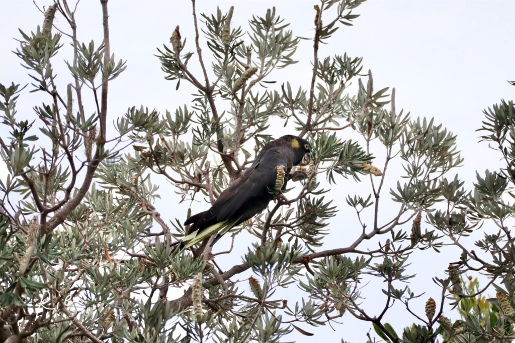 キイロオクロオウム