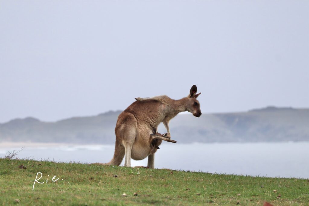 海バックのカンガルー