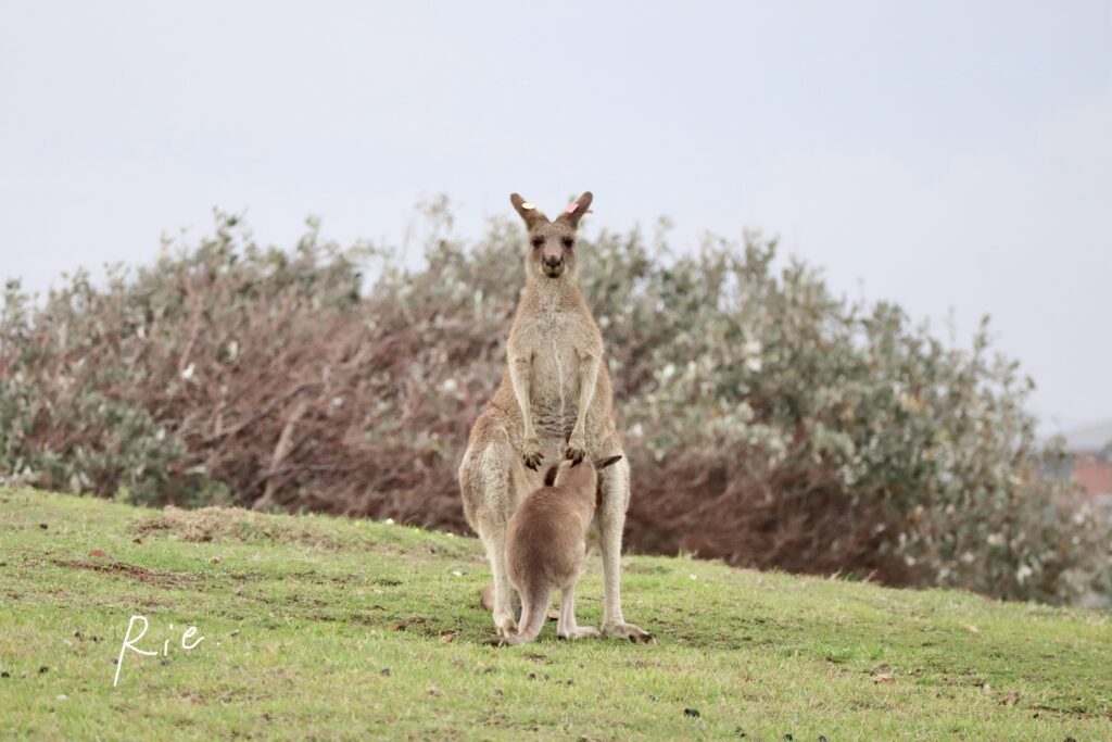 授乳中の親子カンガルー