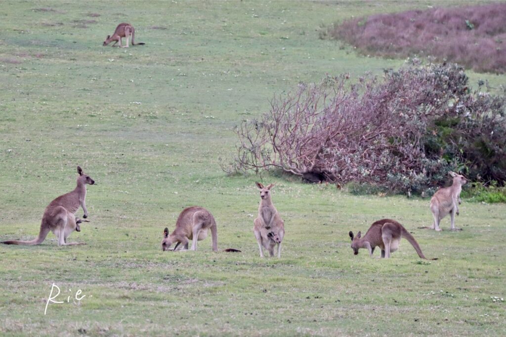 ここで過ごすカンガルーたち②