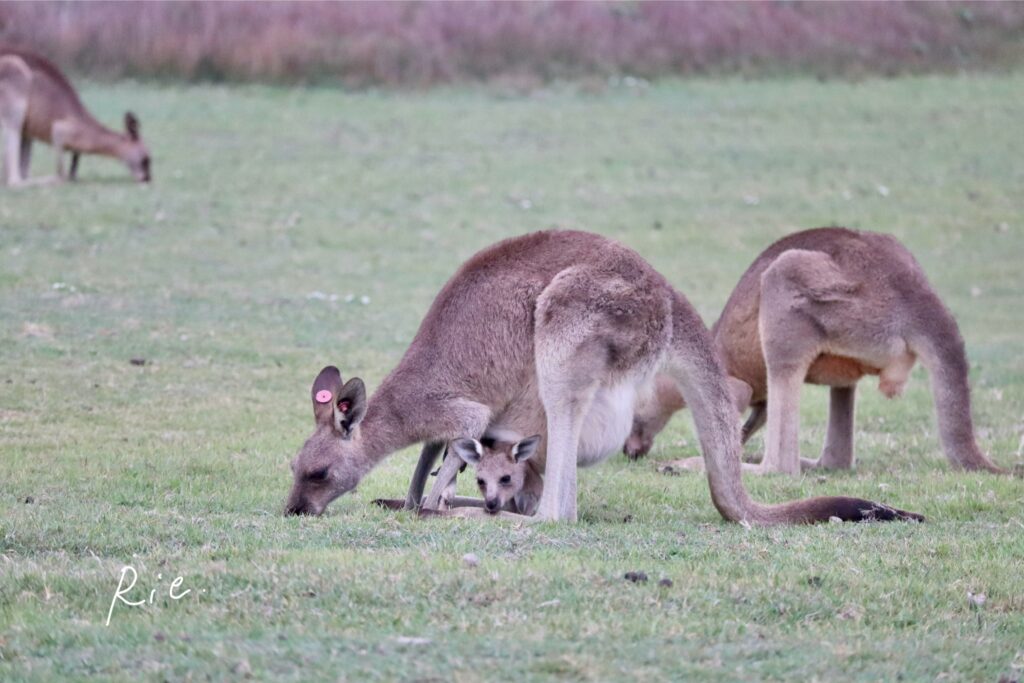 親子カンガルー
