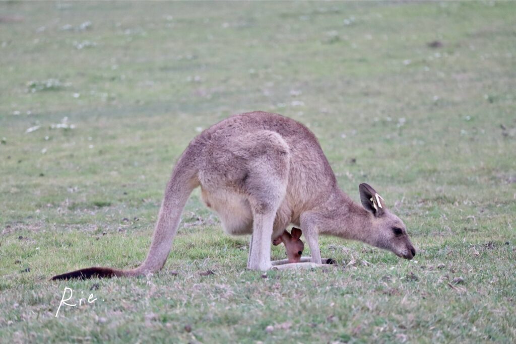 まだまだ子どもが小さい親子カンガルー②