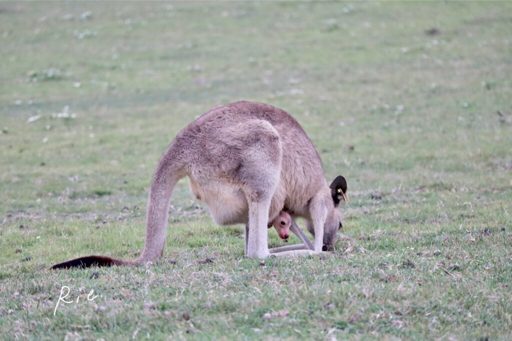 まだまだ子どもが小さい親子カンガルー①