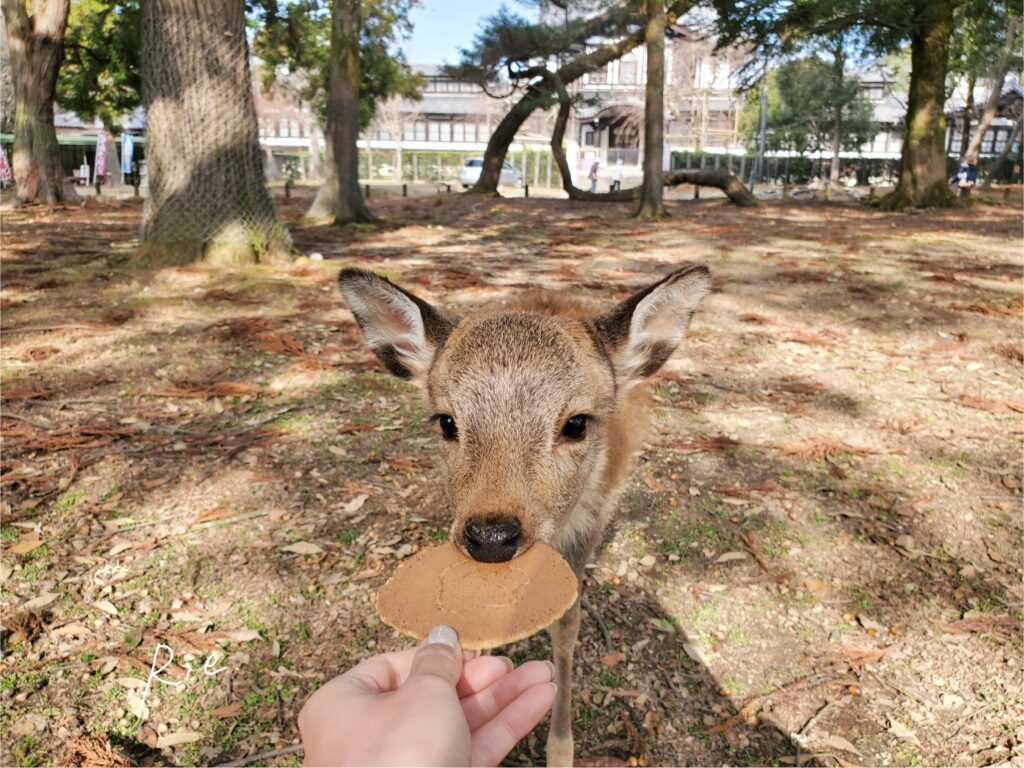 まるまる1枚の鹿せんべいをもらった子鹿