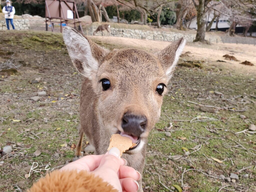 ひと口大の鹿せんべいをもらう小鹿