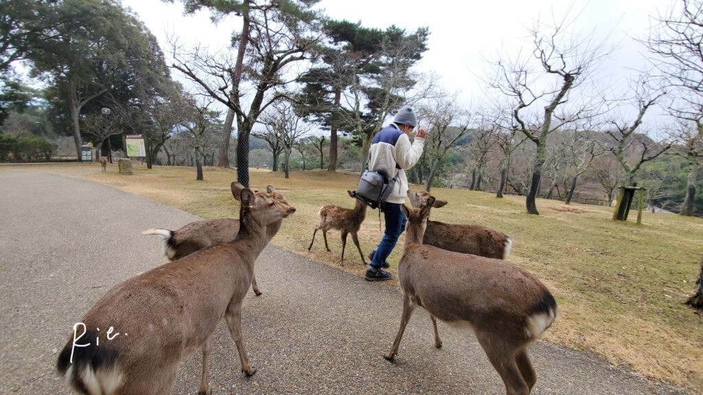 鹿さんたちに囲まれる夫