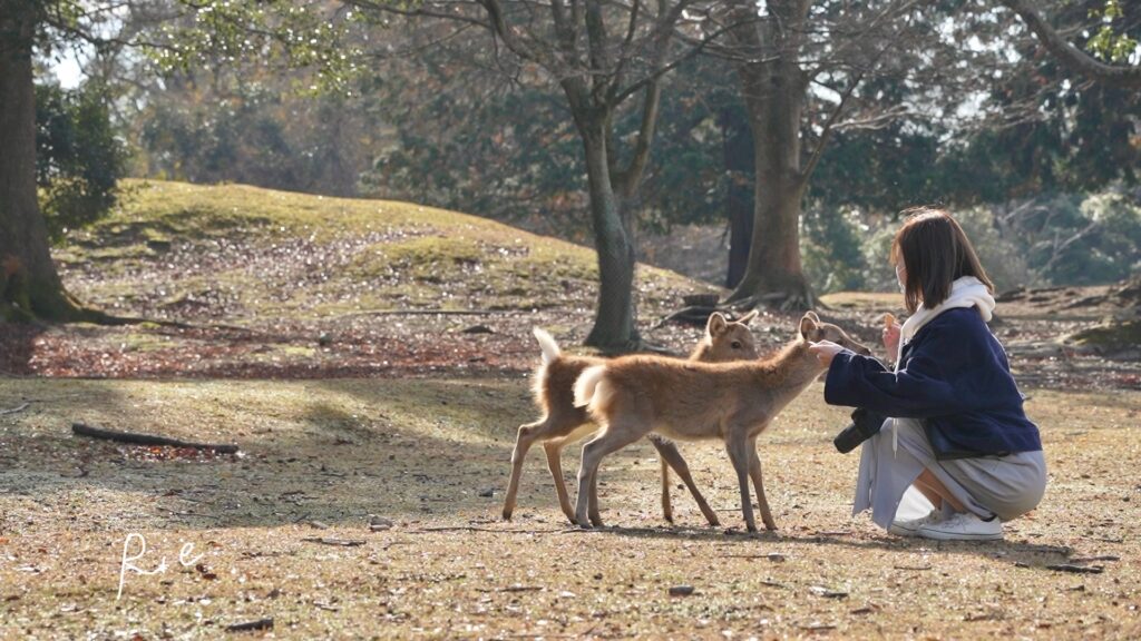 子鹿2頭に鹿せんべいをあげる私