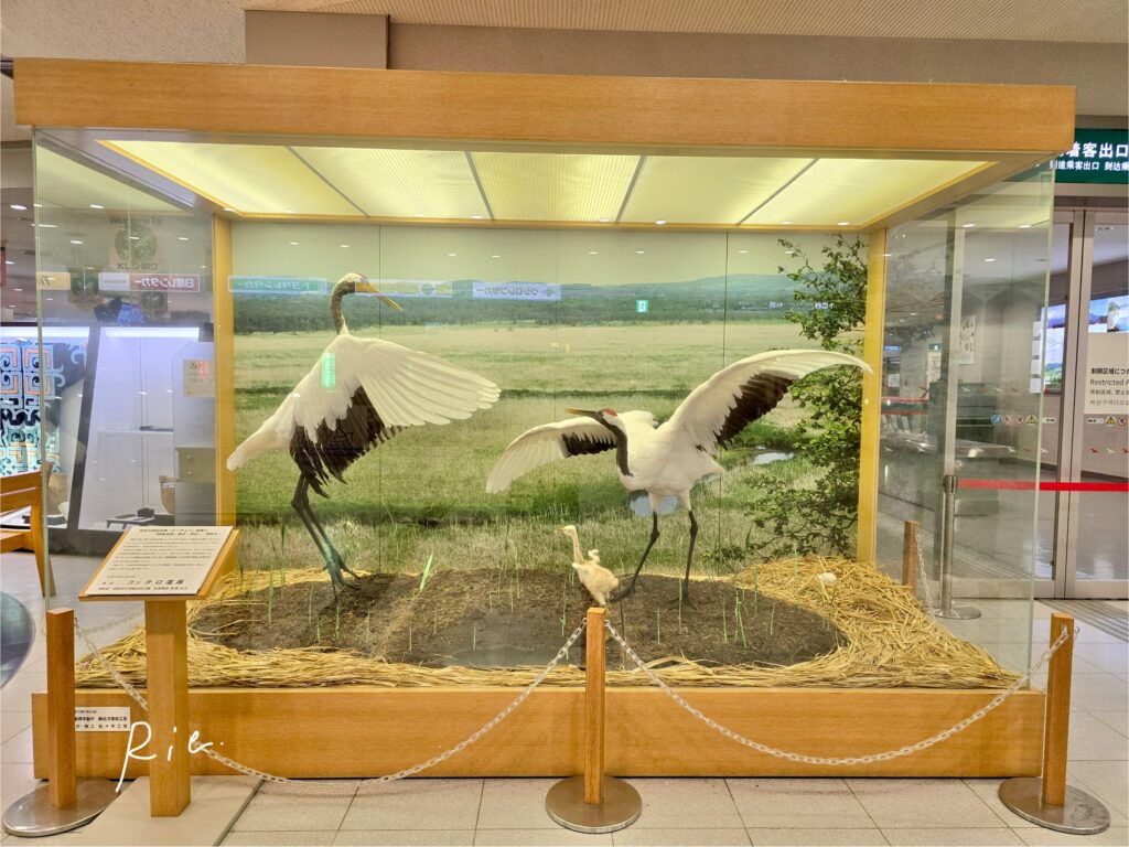 タンチョウ親子の剥製