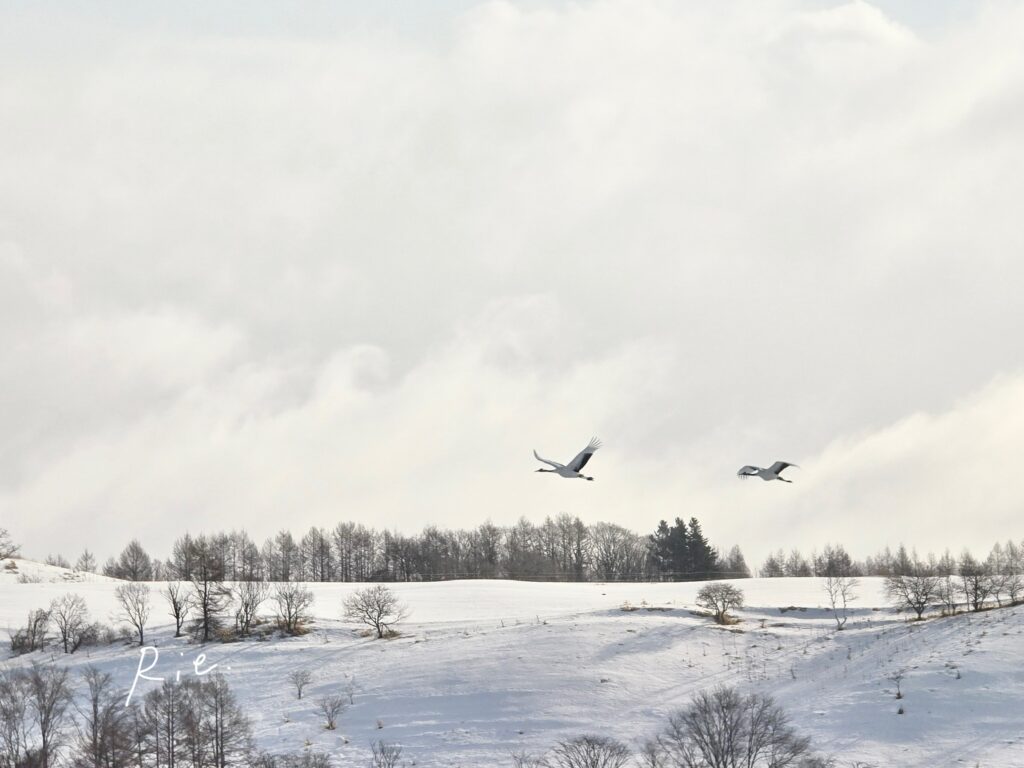 飛んでいるタンチョウ2羽