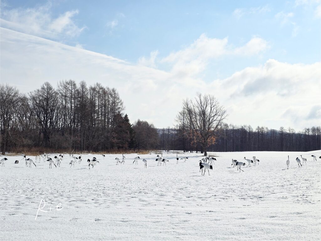 鶴居・伊藤タンチョウサンクチュアリの様子