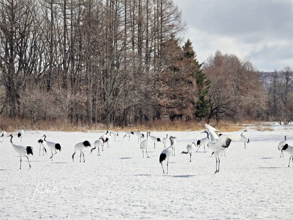 タンチョウたち