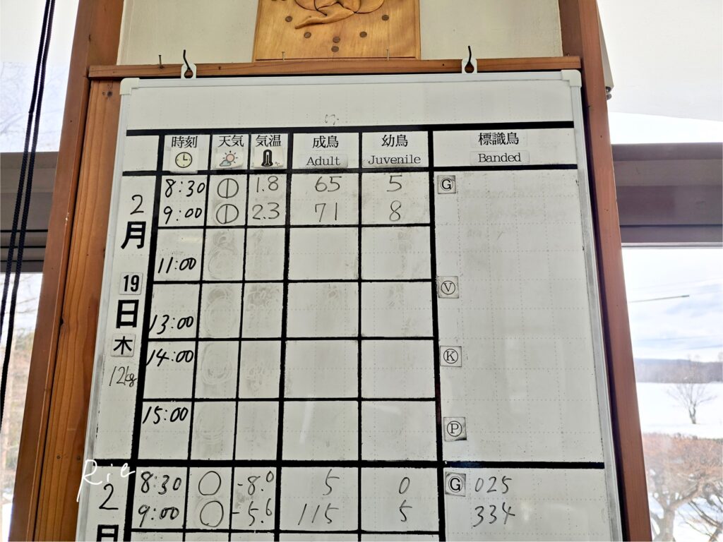 タンチョウ観察の記録ボード