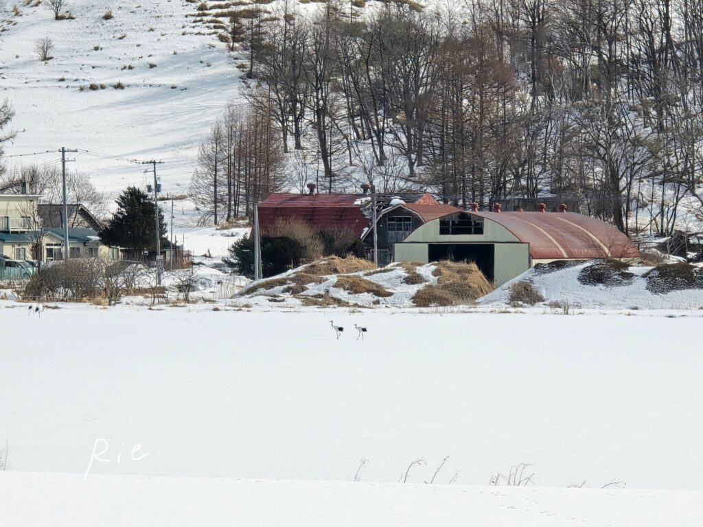 雪原を歩くタンチョウ