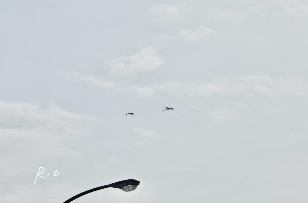 飛んでいるタンチョウ