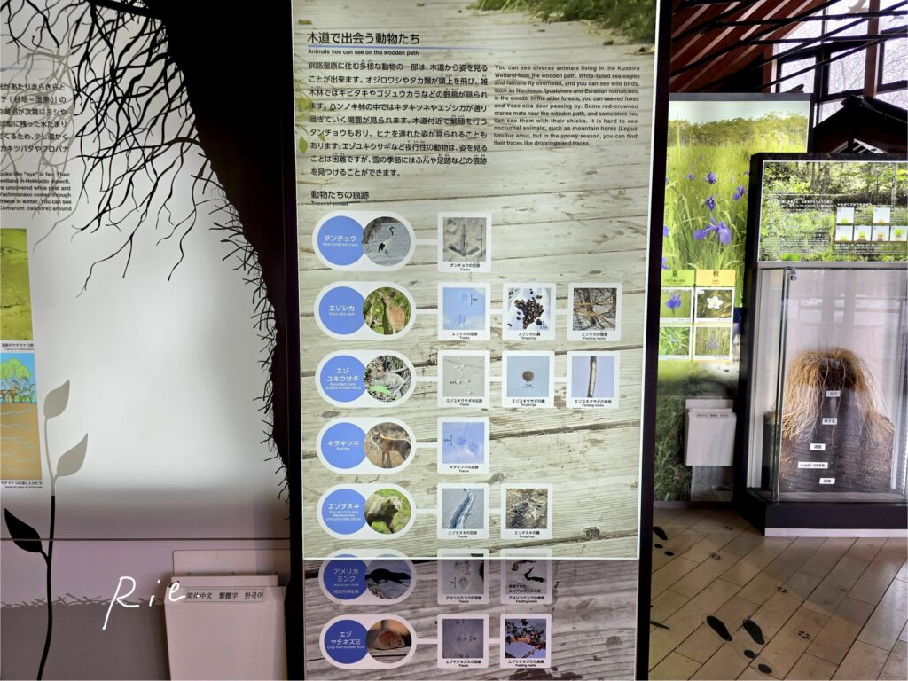 釧路湿原に生息する動物たち