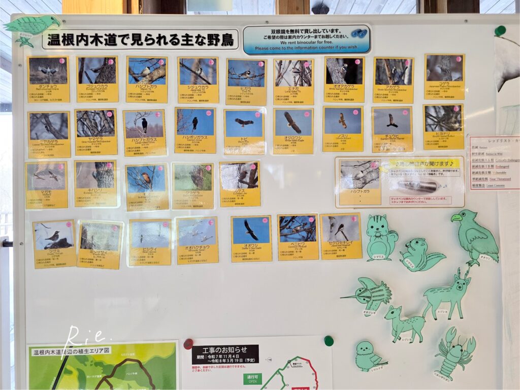 温根内木道で見られる野鳥