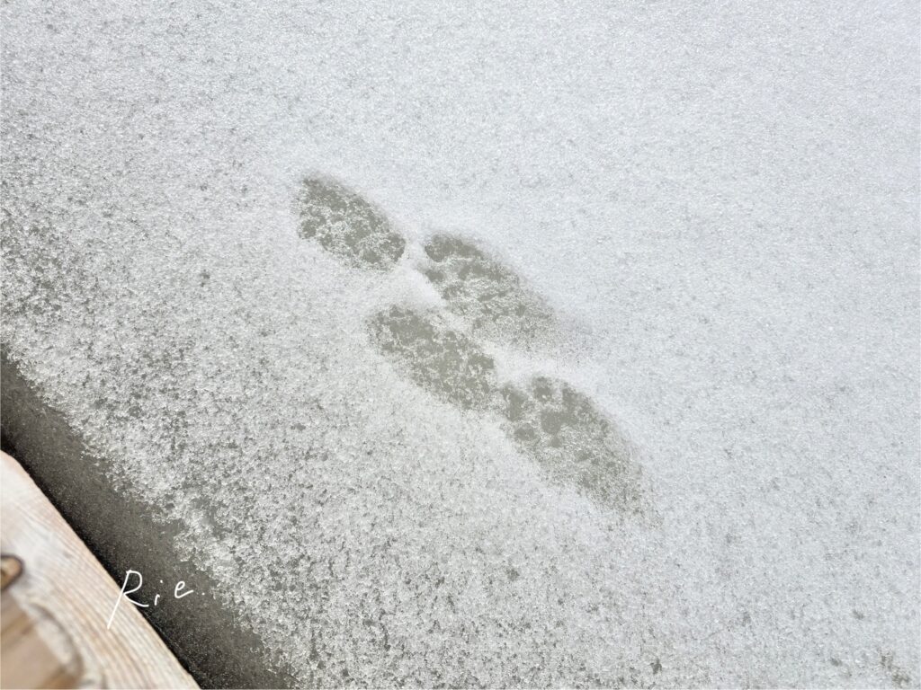 足跡の拡大写真