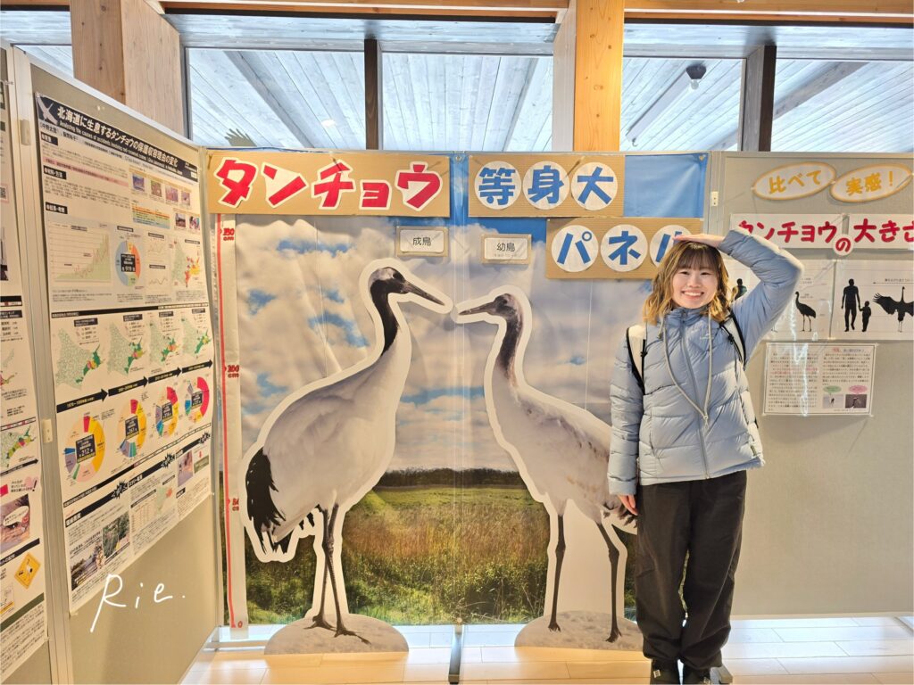 タンチョウの等身大パネル