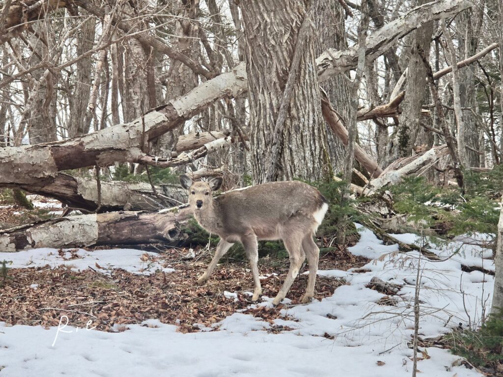 カメラ目線の鹿さん