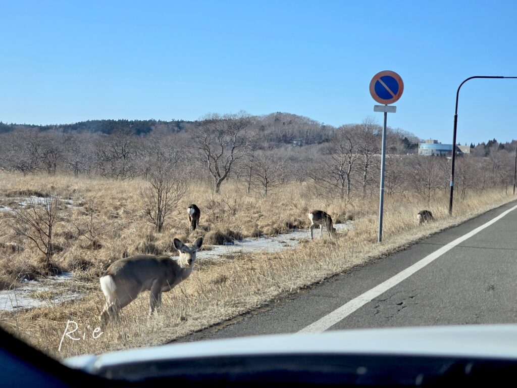 道端の鹿さんたち