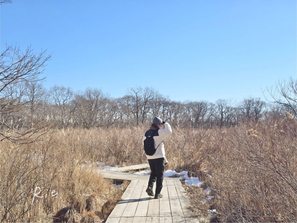 やちぼうず木道