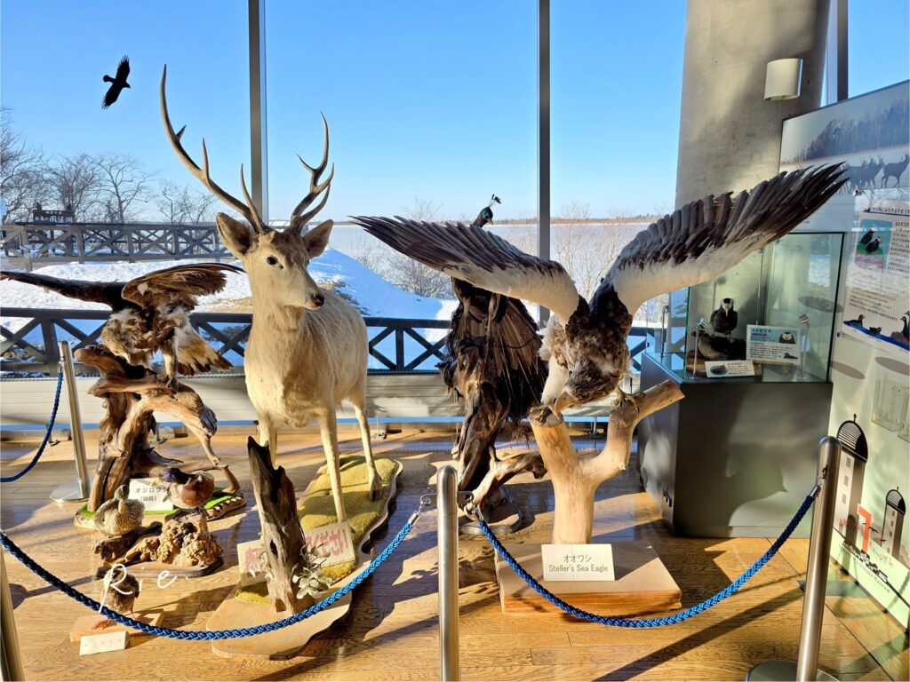 動物たちの剥製