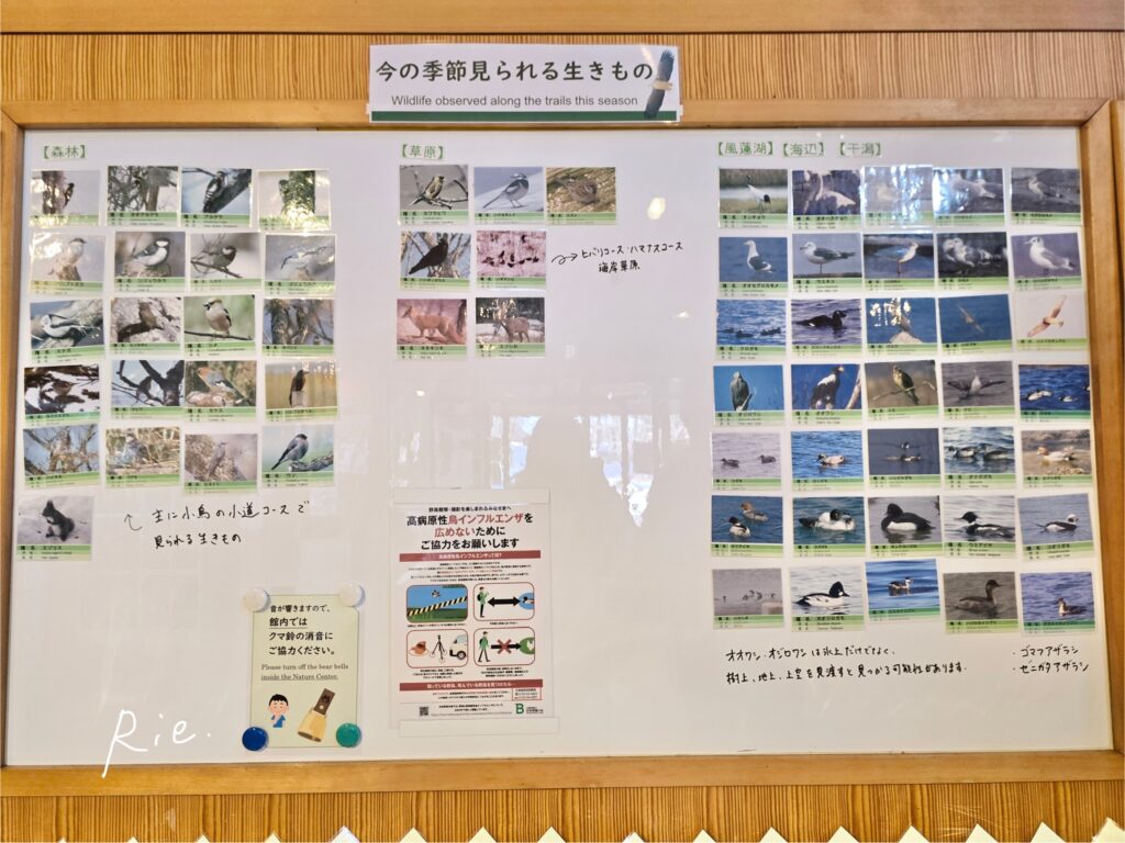 春国岱原生野鳥公園で見られる動物一覧