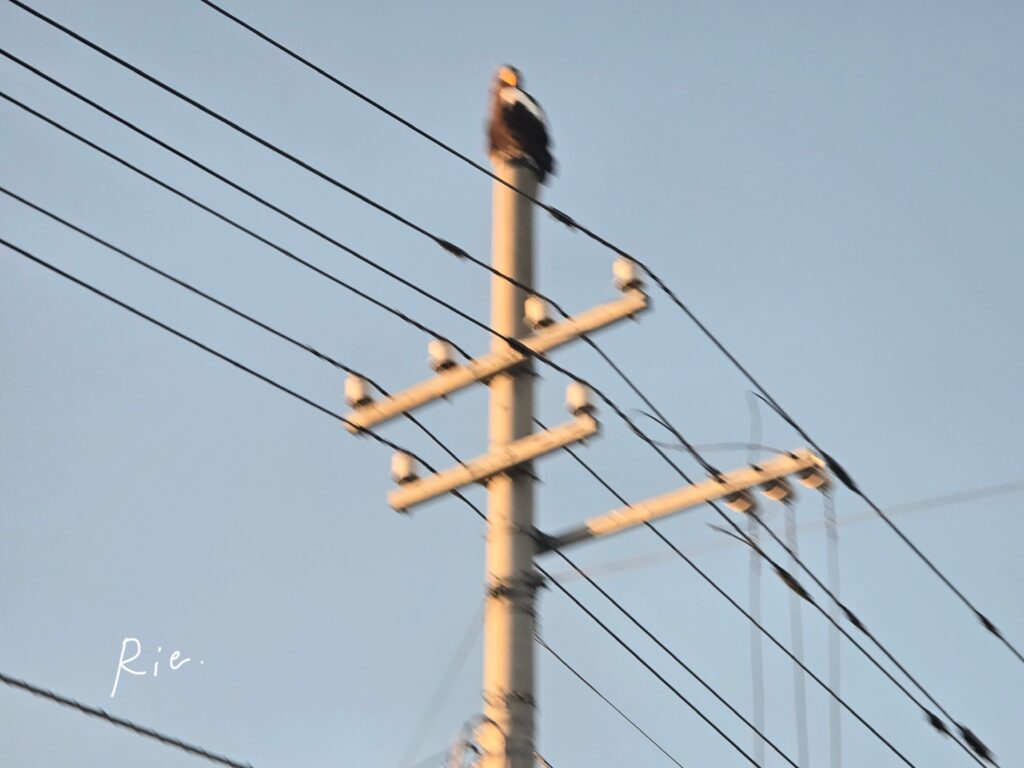 電柱に留まるオオワシ