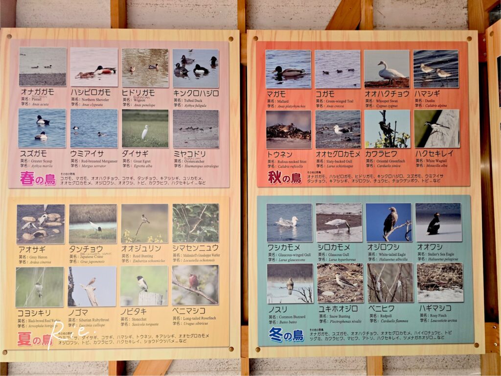 このあたりで見られる鳥たち