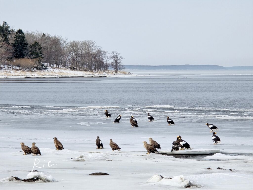 オオワシとオジロワシ