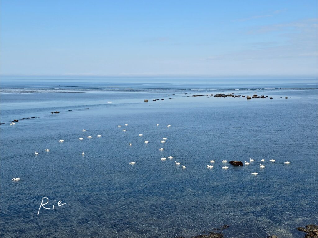 海に浮かぶ白鳥たち