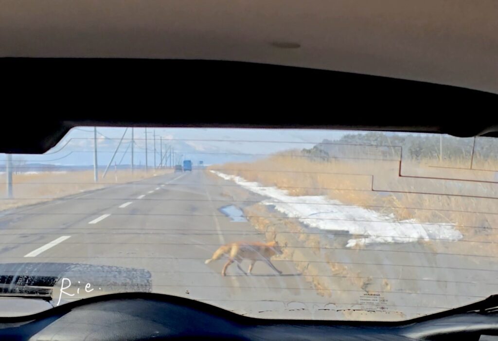 車の後ろを横断するキタキツネ