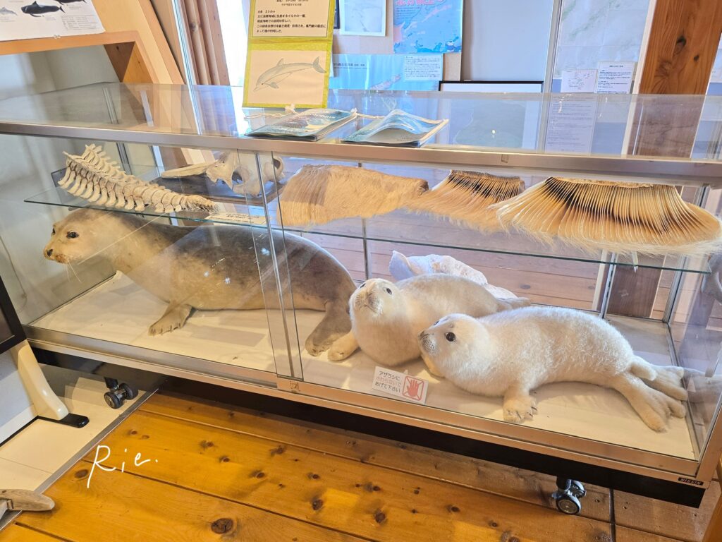 アザラシの剥製