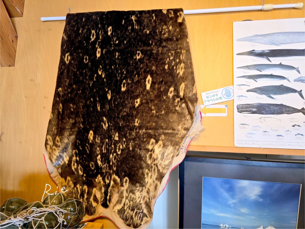 ゼニガタアザラシの毛皮