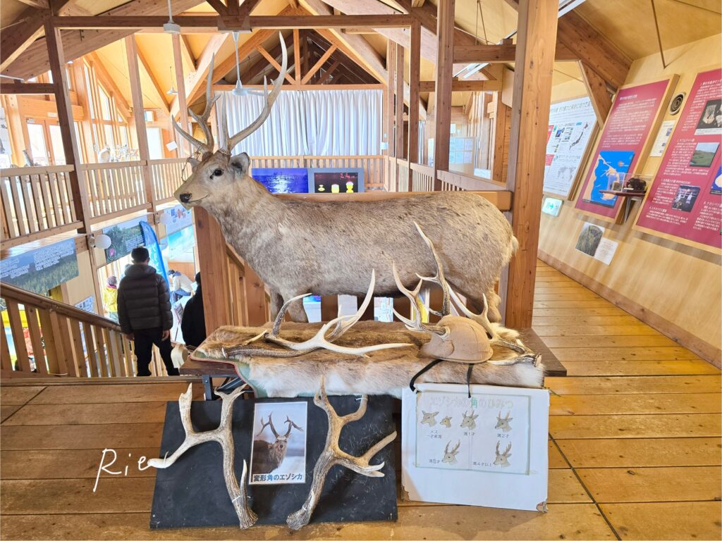 エゾシカの剥製と角