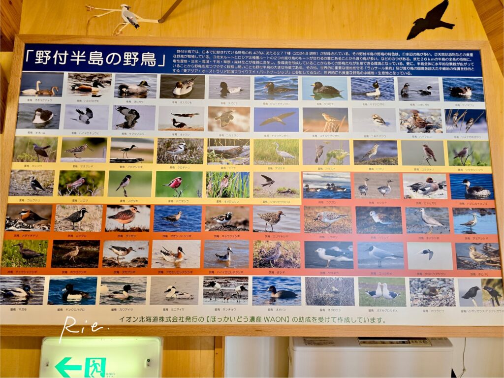 野付半島で見られる野鳥