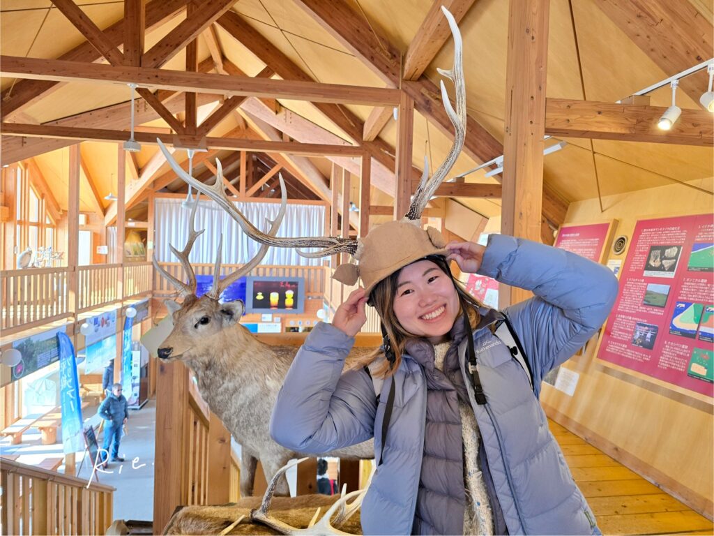 エゾシカの角装着体験