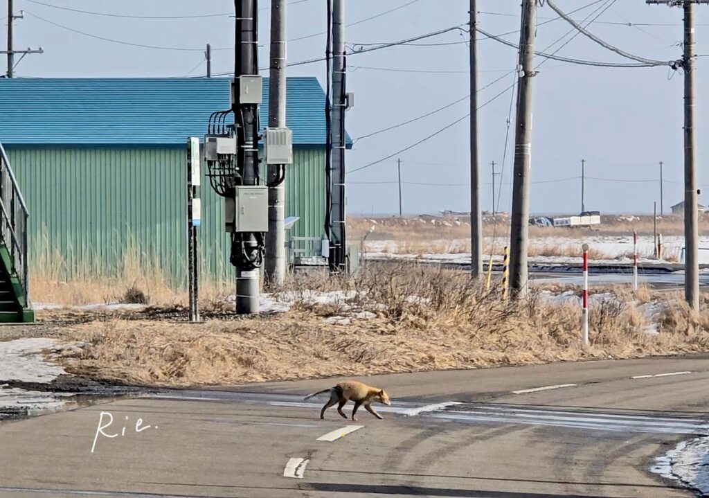 道路を横断するキタキツネ