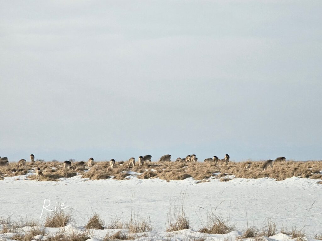 エゾシカの群れ