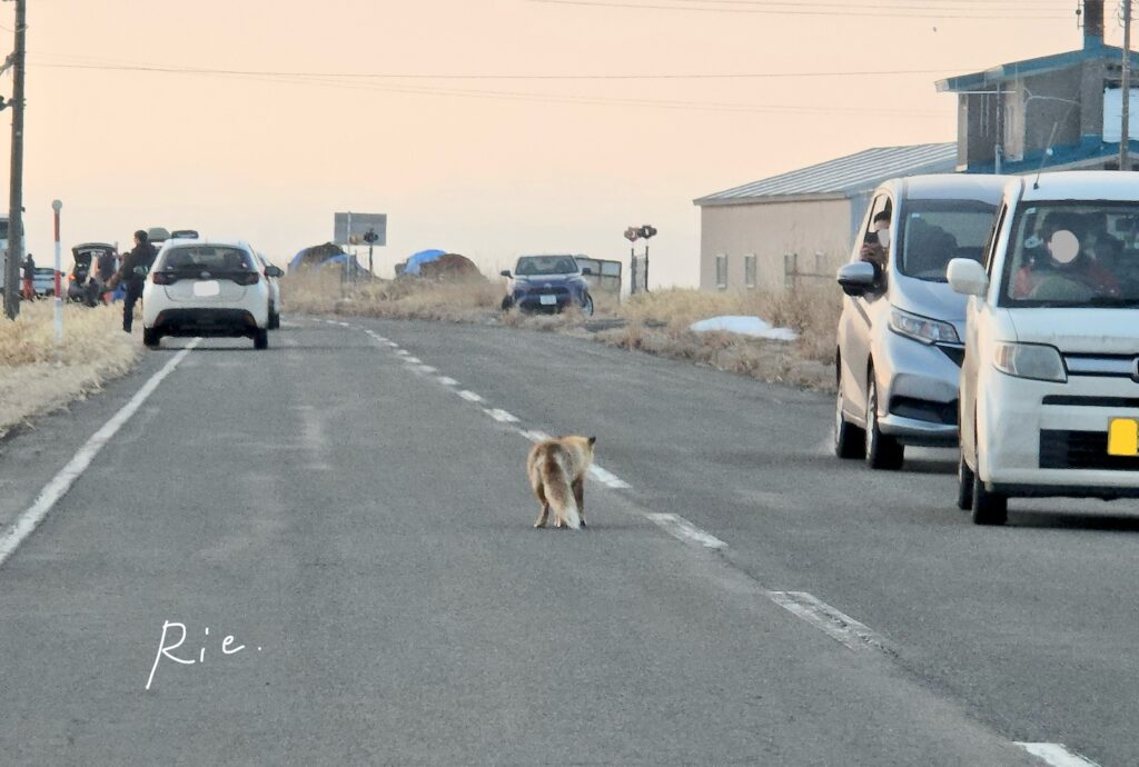 我々の車の前に立ちはだかったキタキツネ