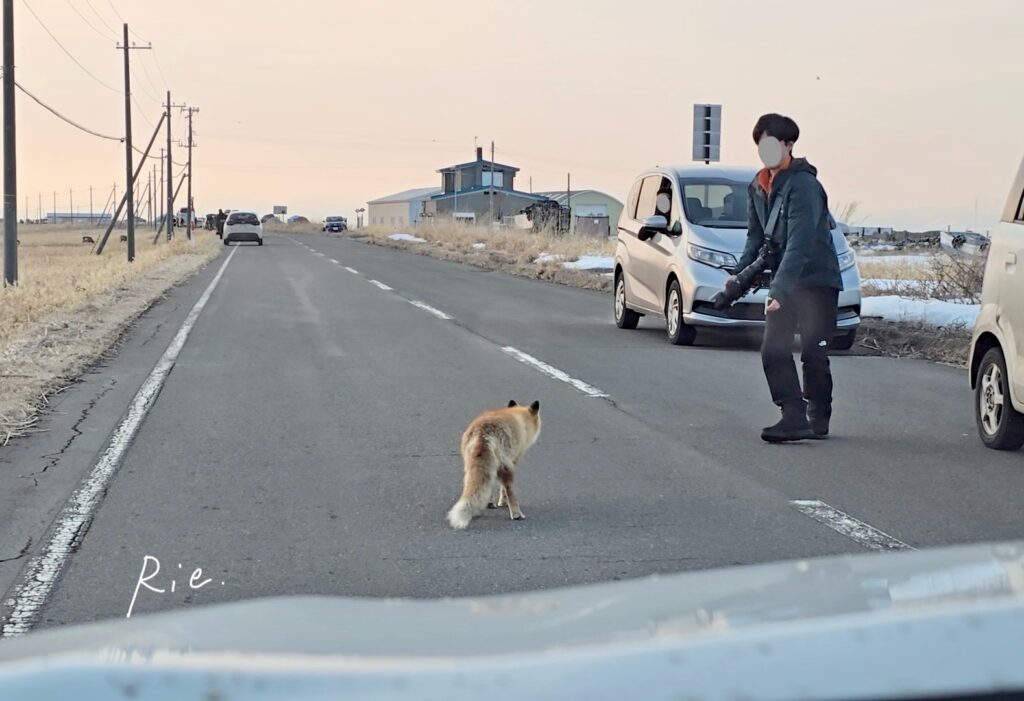 お兄さんに誘導されるキタキツネ