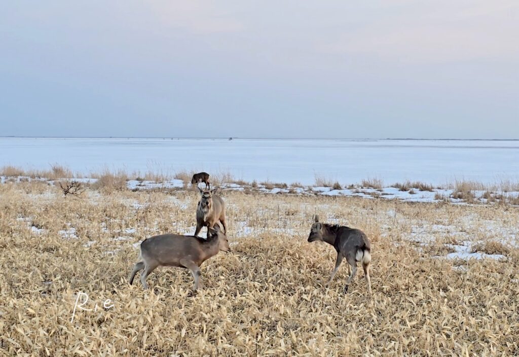 若雄鹿バトルの審判のようになっている先輩雄鹿