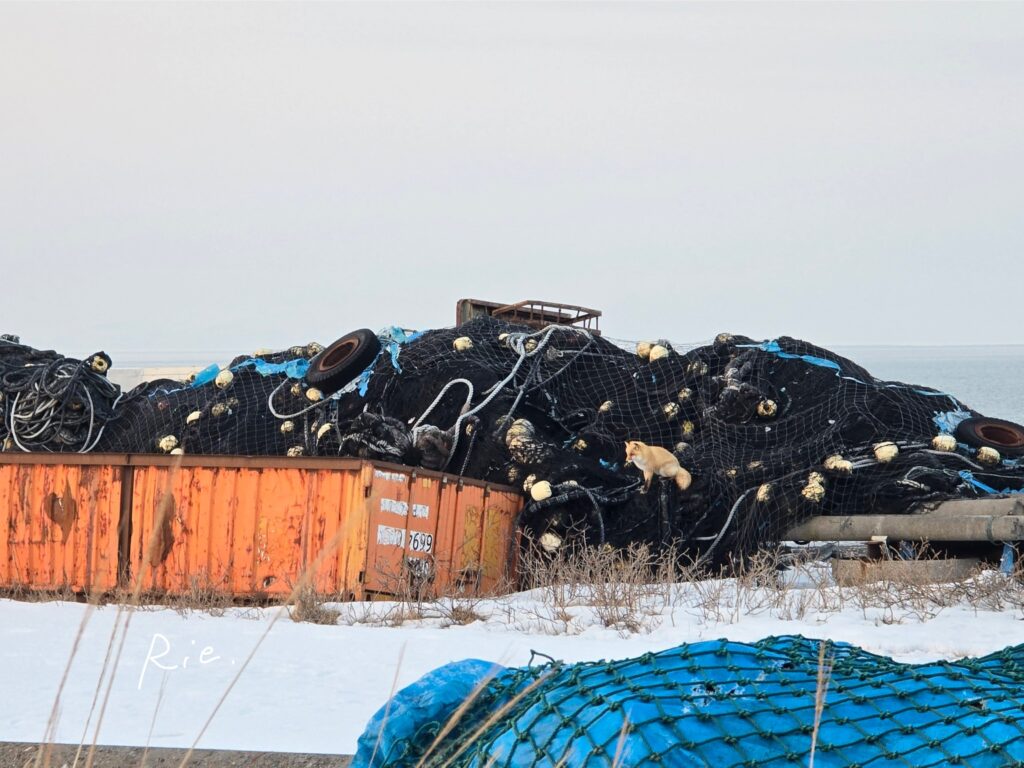 漁業の網の上にいるキタキツネ