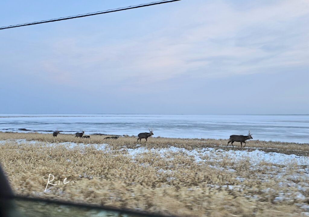 行進中のエゾシカ