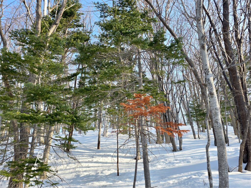 紅葉していた木