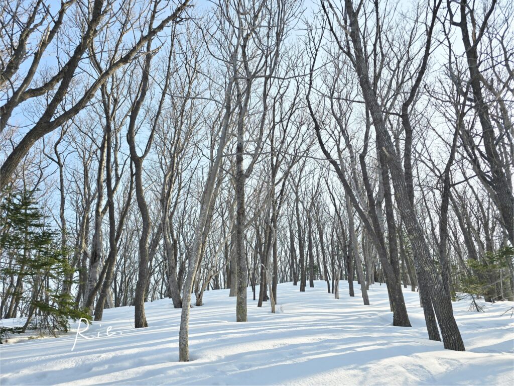 フレペの滝遊歩道