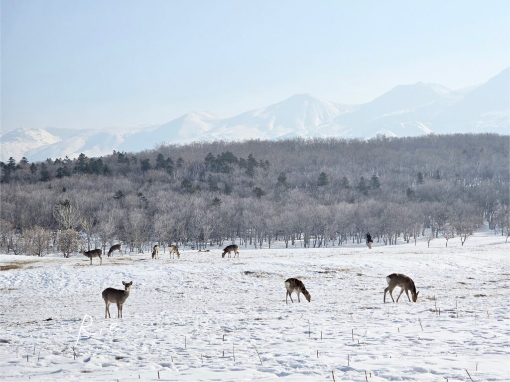 フレペの滝付近のエゾシカたち