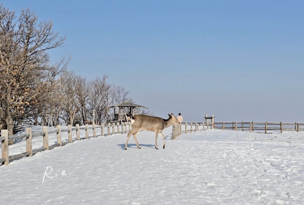 前を横断するエゾシカ