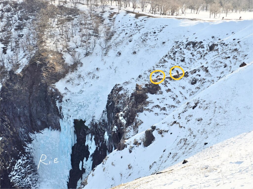 崖の上にいるエゾシカ