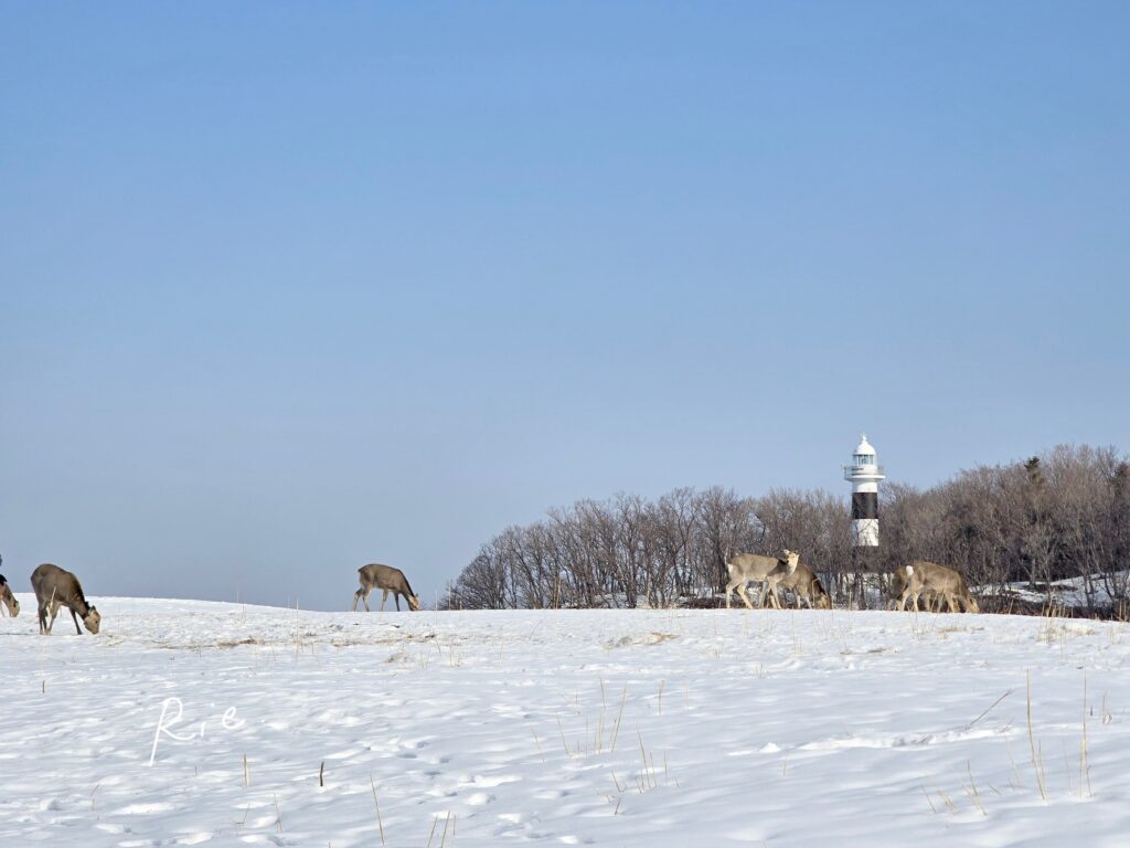 フレペの滝付近のエゾシカたち